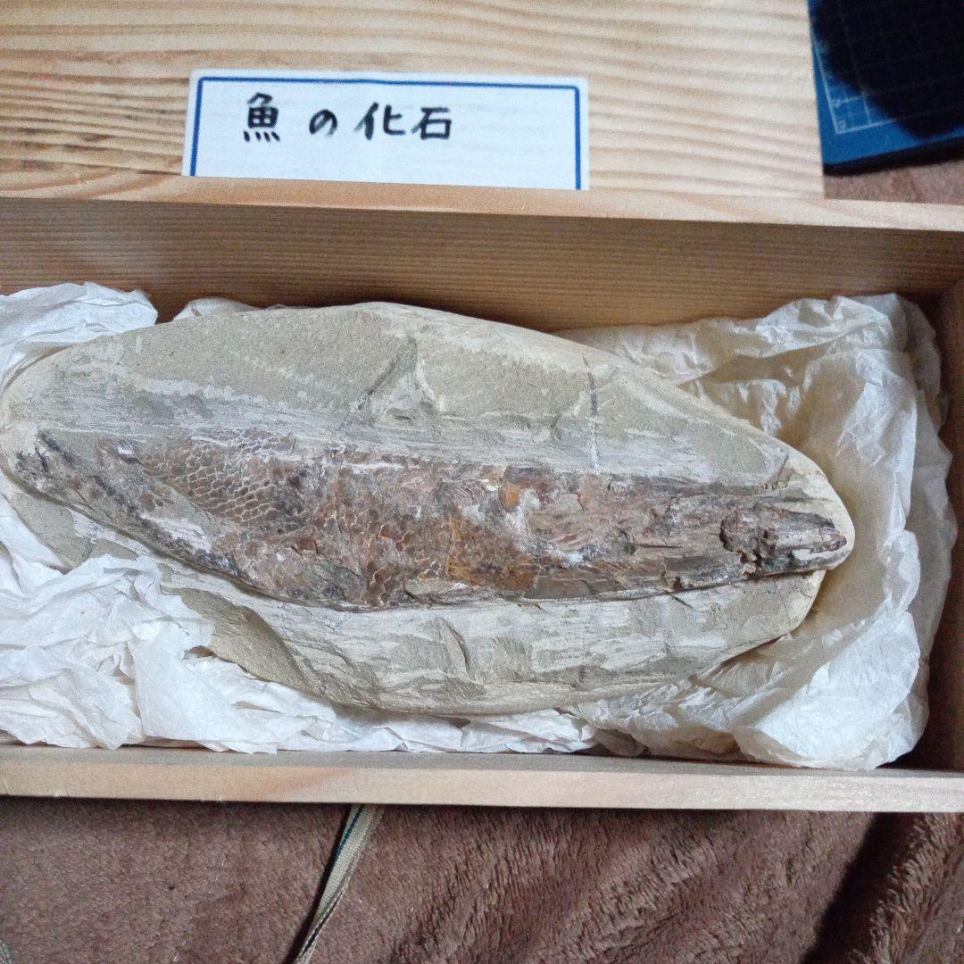 魚の化石 7000万年前の巨大魚化石、アルゼンチンで発見 全長6メートル超 写真1枚