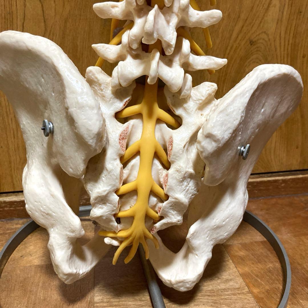 ドイツソムソ社製の脊椎（脊柱）骨格模型　日本カイロプラクティック連合会推奨