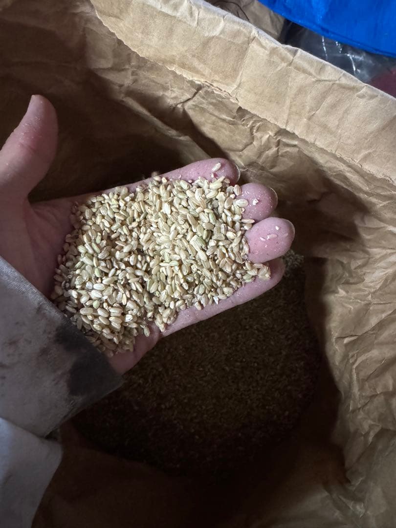 減農薬特別栽培米コシヒカリの未熟米 いりこ くず米 飼料用 20kg