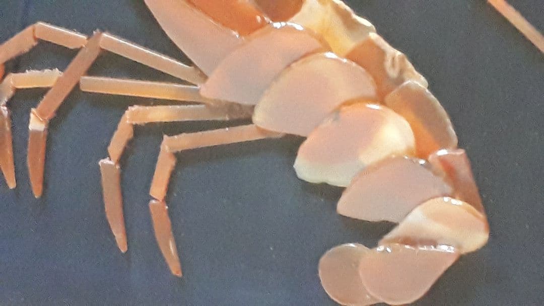 中国 清朝末期 珊瑚釉金彩双耳瓶 送料込み1122