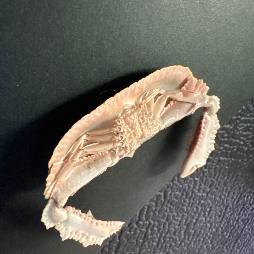 希少生物！？ 蟹 カニ 剥製 標本 カワリヒシガニ ヒシガニ系 甲殻類 自然