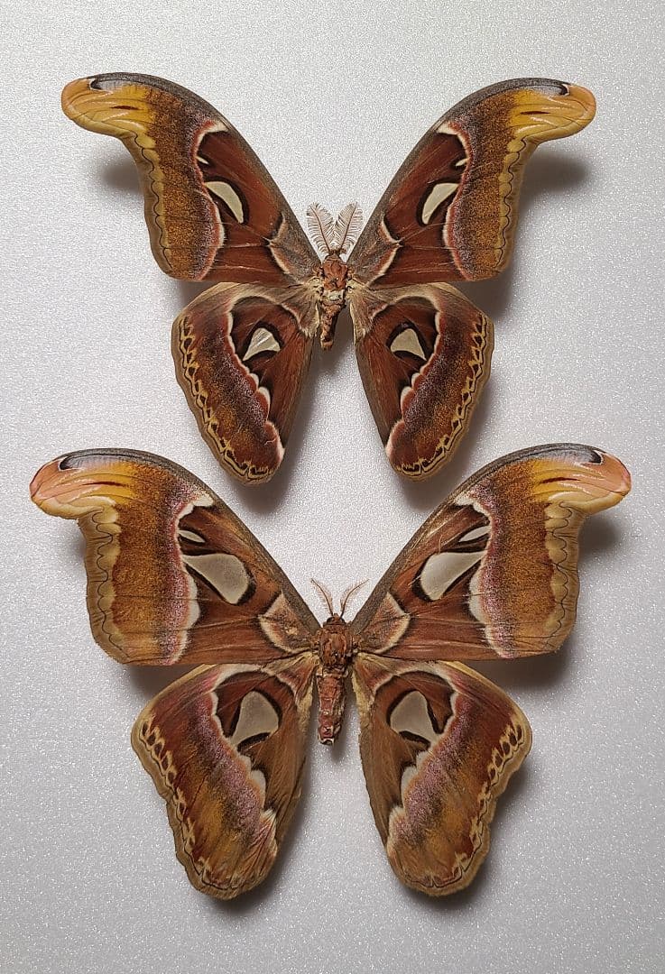 蛾 標本 ヨナグニサンの通販はau PAY マーケット - 輸入雑貨のネット