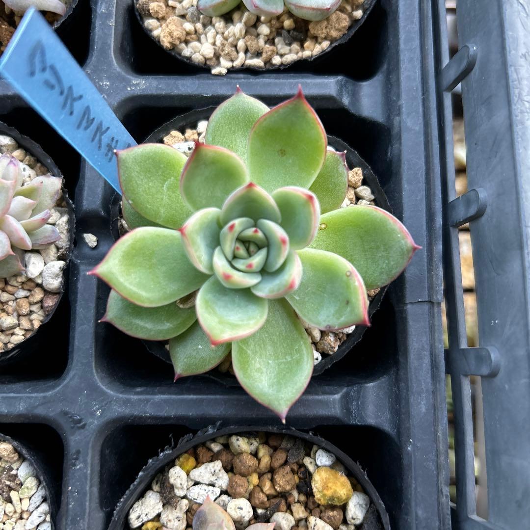 サムホールの花の油絵、モチーフはシクラメン、白額付き、前衛美術家の