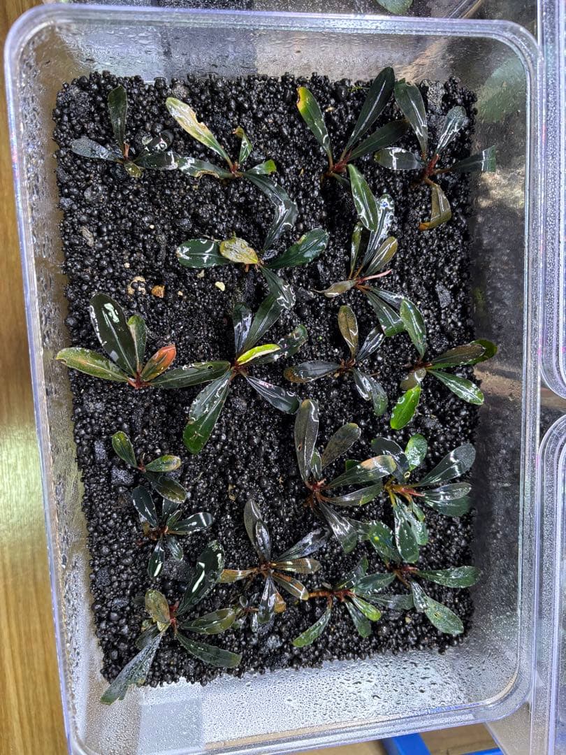 ブセファランドラ sp.Dark Paris 18株 ブセファランドラ sp. Dark Paris 水上葉 - メルカリ