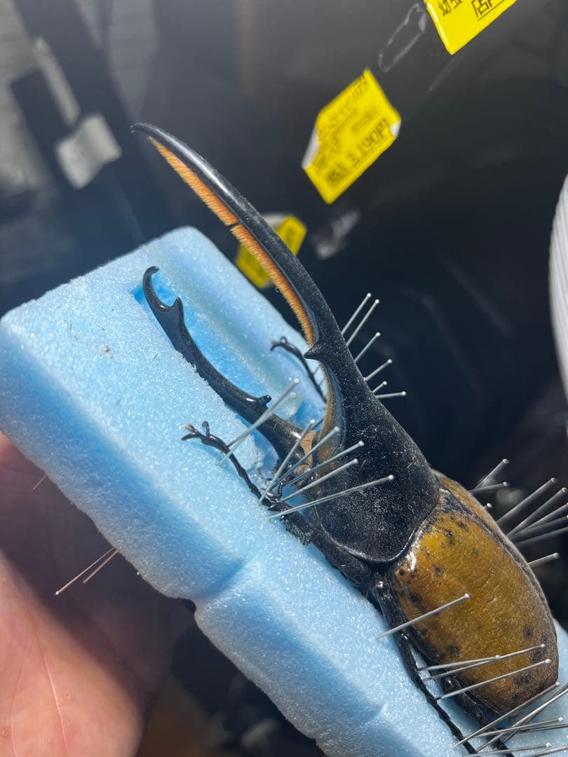 ヘラクレスリッキー 約145mm 野外品標本 オスのみ ヘラクレス