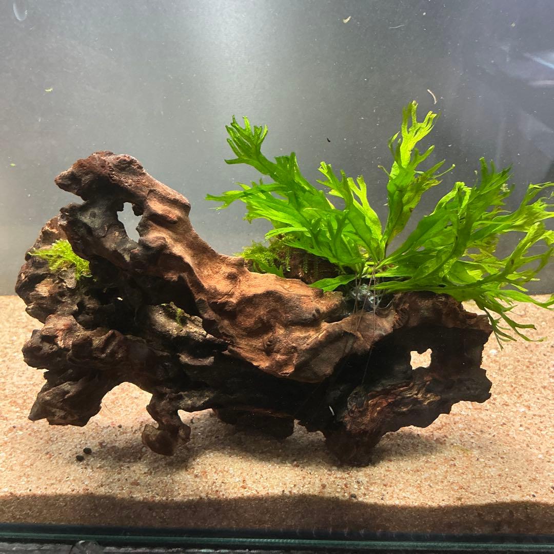 速達】良型！ジャワモス活着キリンミニ20cmと南米モスミクロ17cm