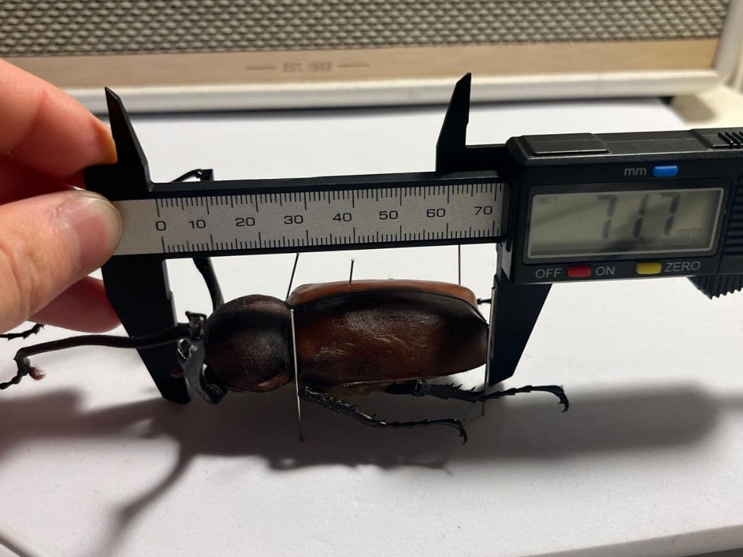 71mm】セラムドウナガテナガコガネ テナガカミキリ昆虫標本
