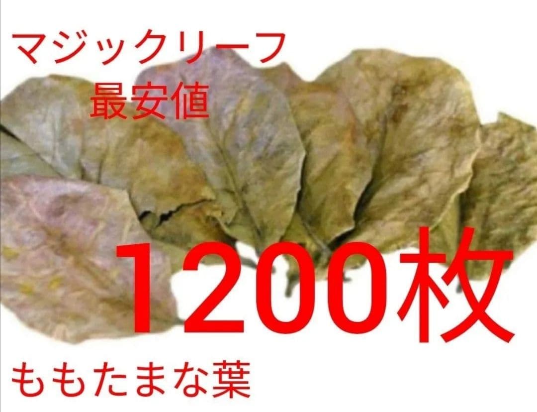 大小様々 無農薬マジックリーフ 天然ももたまな葉 1200 枚 - メルカリ