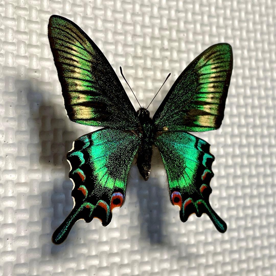 蝶標本　北海道産　極美麗ミヤマカラスアゲハ♂ 飼育品　完品　⭐️マイコレに‼️