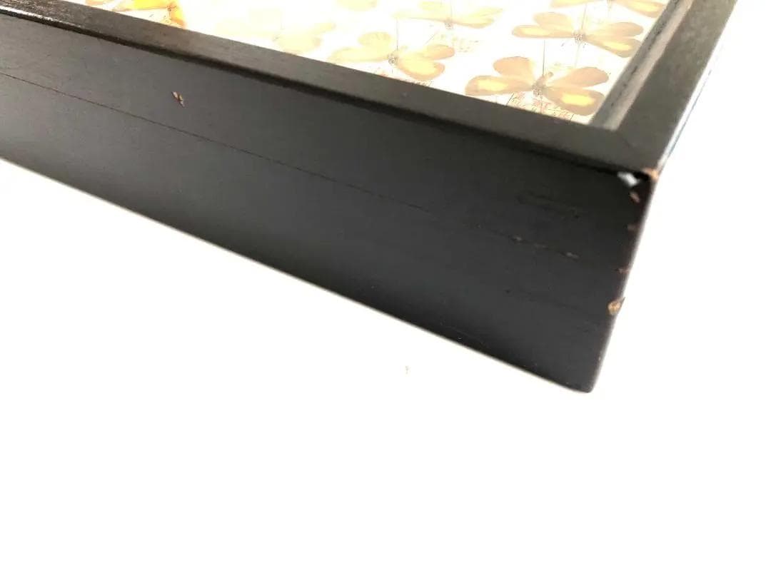 【ラスト1箱 チョウセンアカシジミ 115頭】蝶 標本 ドイツ箱 Tatsumi