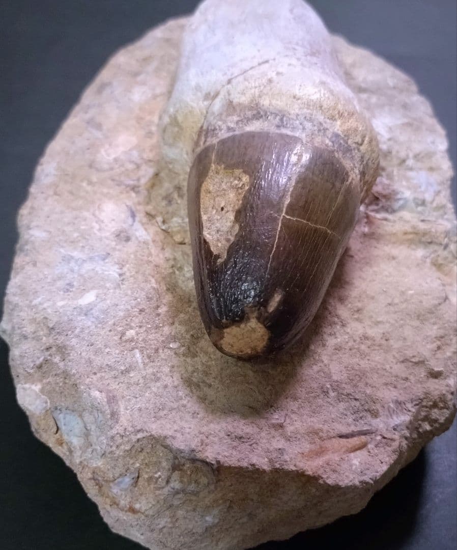 特大プログナソドン】モササウルスの歯14cmオーバー1.8kg歯根岩盤付