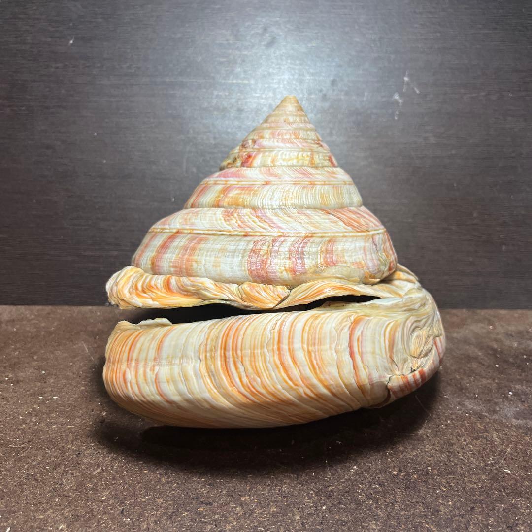 ケ*キ様 激レア 美品 東シナ海産 リュウグウオキナエビス