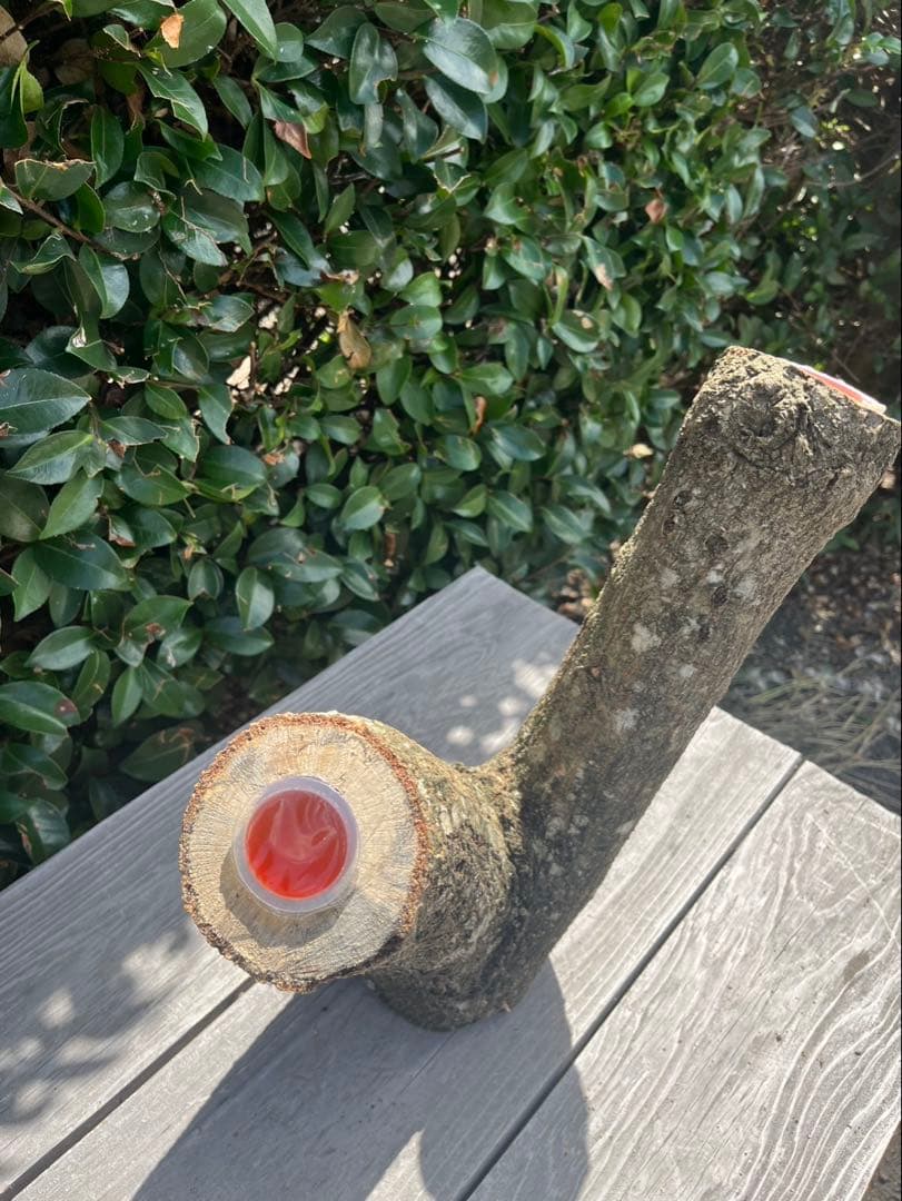 キングクルール様オーダー品 クヌギ エサ皿