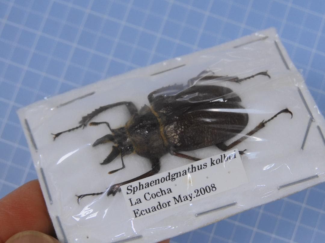 Ecuador Sphaenognathus kolbei 34mm