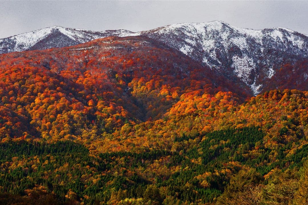 く*だ様 Canon 1DX チャージャー付き 値下げ交渉少しOK CF2カード く