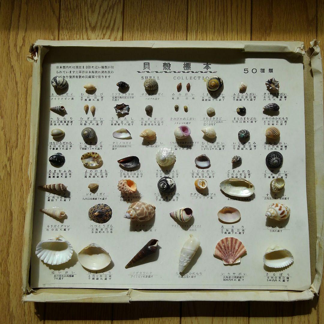 貝殻標本ダンシャクボラ