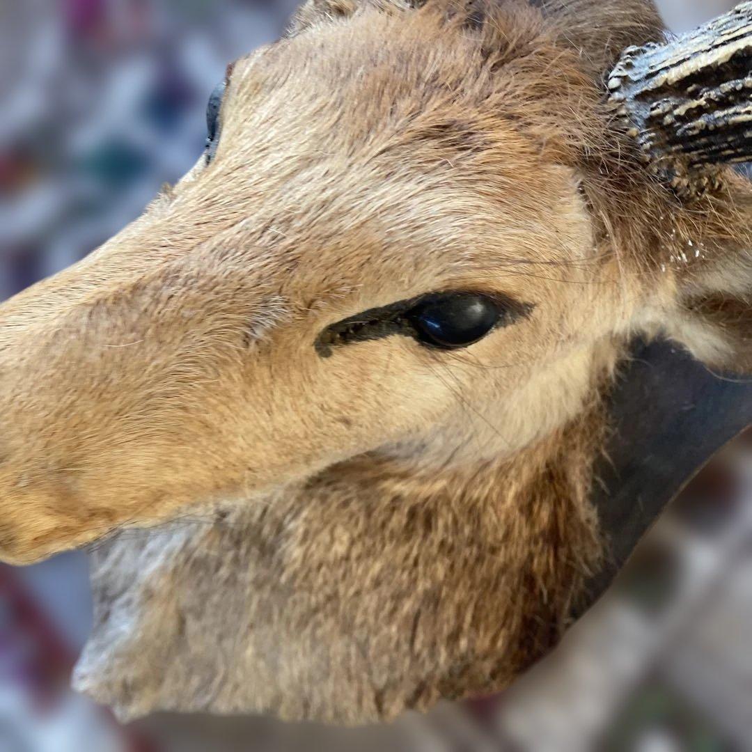 S 鹿 剥製 ハンティングトロフィー ニホンジカ 壁掛け