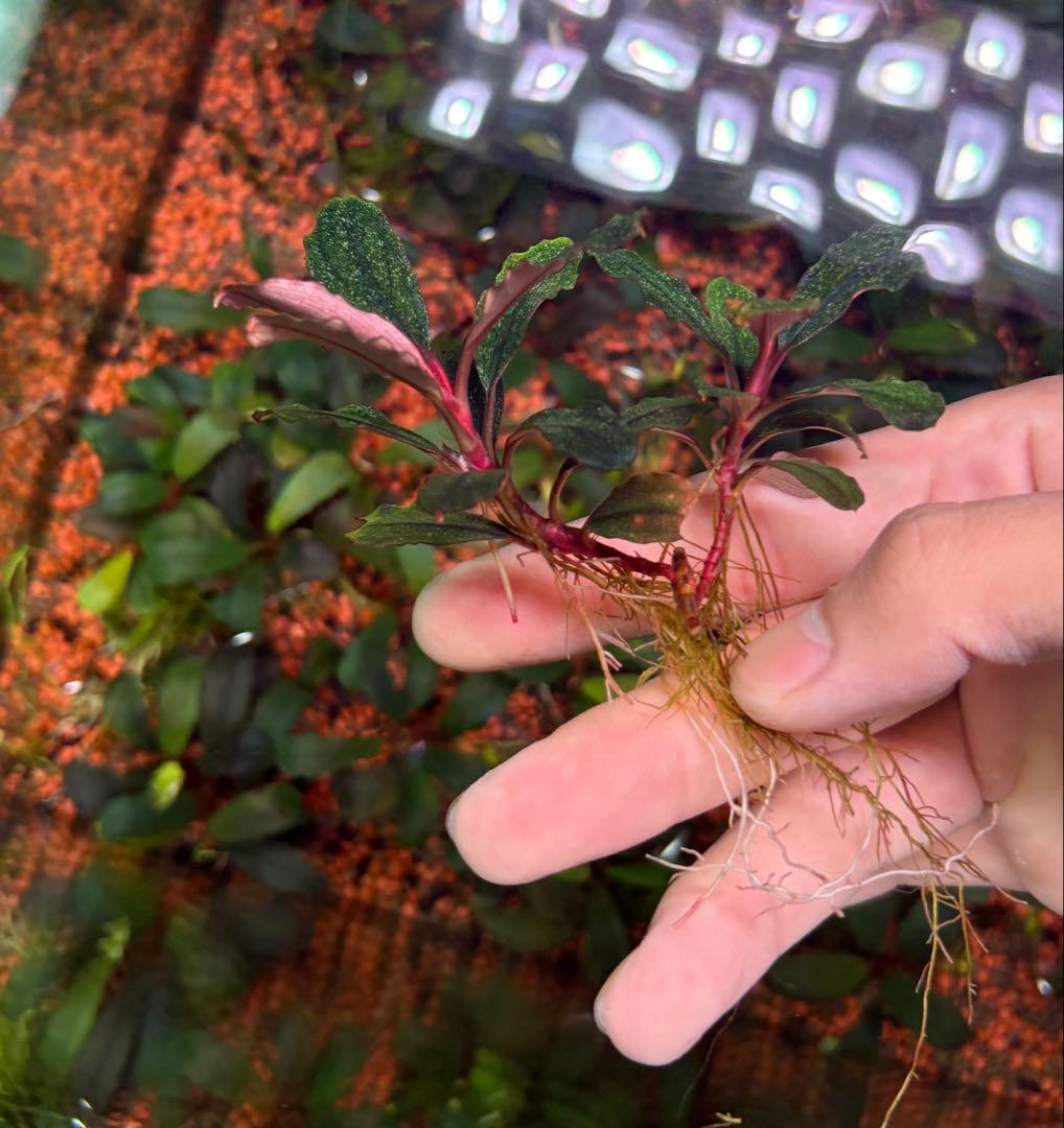 ブセファランドラ バリエガータ パウダー 2株