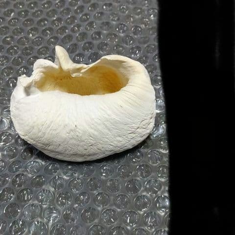 マッコウ鯨の歯『1本』+耳骨『1個』