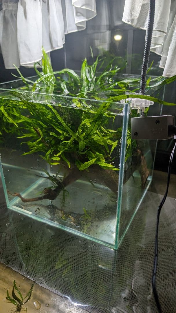 ミクロソリウム本ナロー120葉以上の大株とウィローモスが自然活着したADA