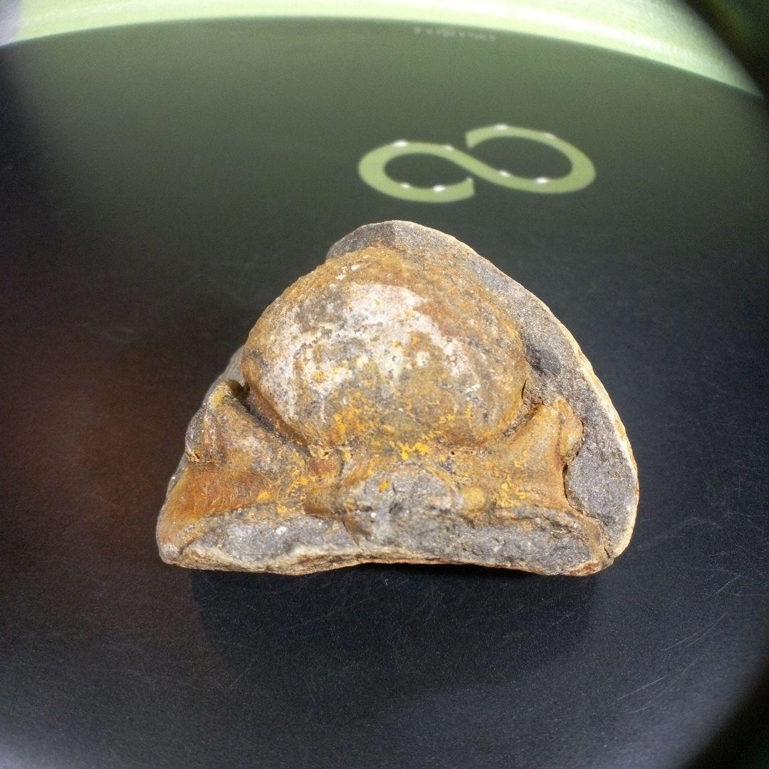 三葉虫化石fossilボリビア産レアFossil識別⑩2個セット 三葉虫 化石