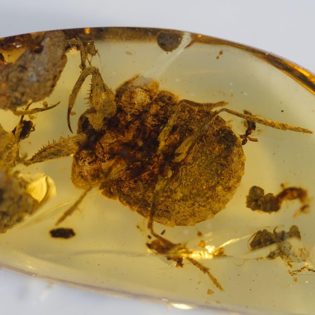 レア極上品TT0010虫入り琥珀化石ミャンマーカムティかタナイ産 9900万