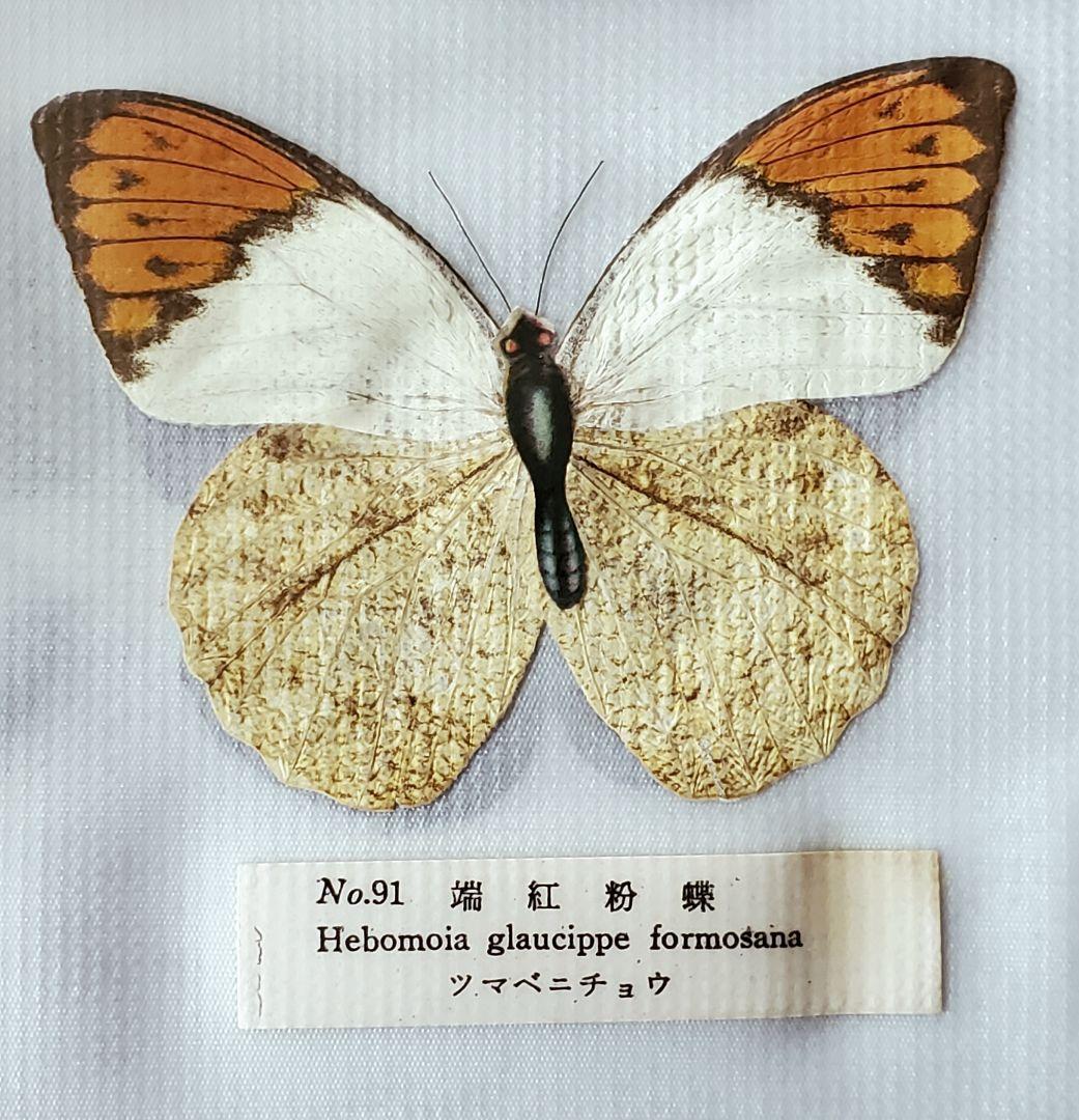 1960年代当時物】☆蝶類標本☆『台湾産蝴蝶1/2』☆本物