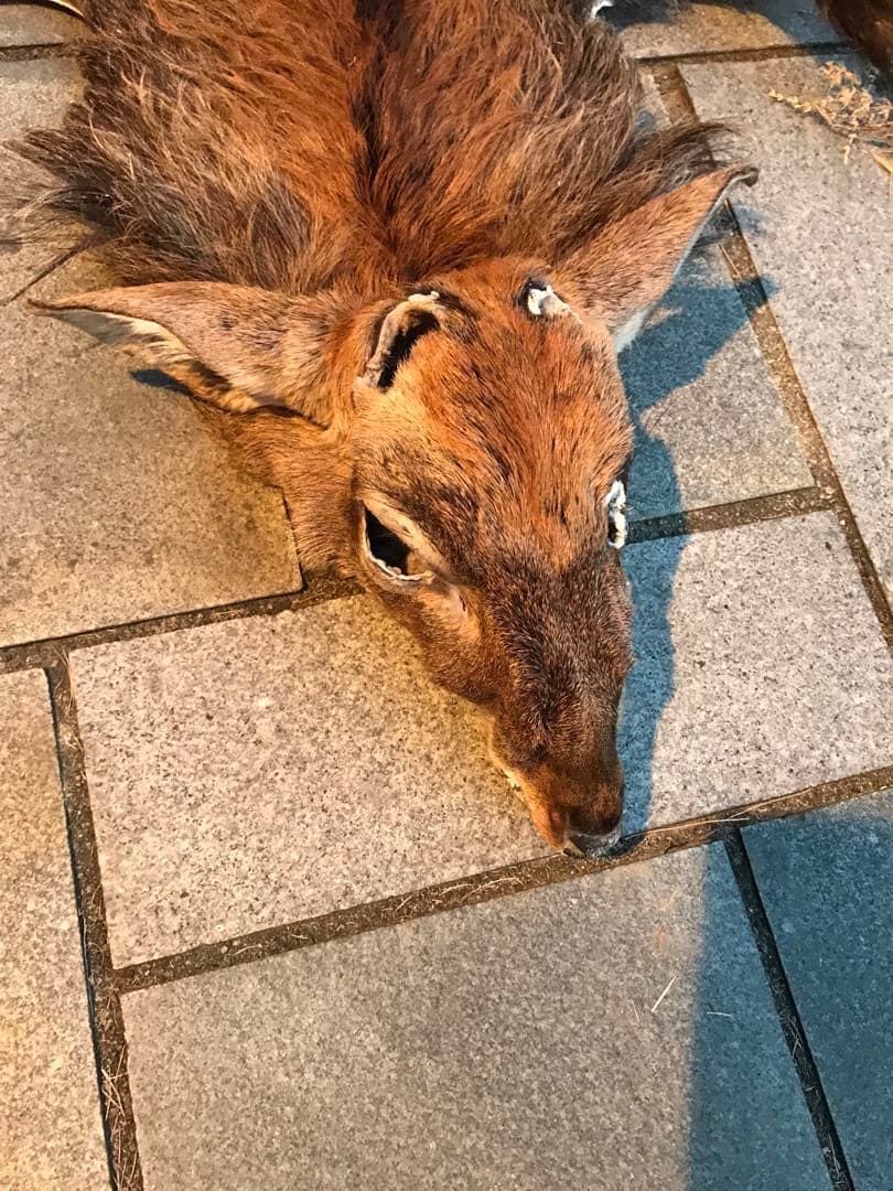 ニホンジカ♂毛皮　23-1