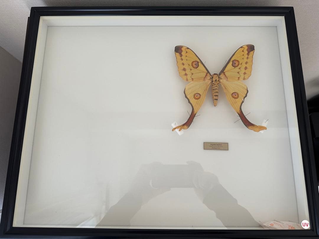 にこベー☆様専用】標本箱ドイツ箱 黒色 UV加工6箱 蝶