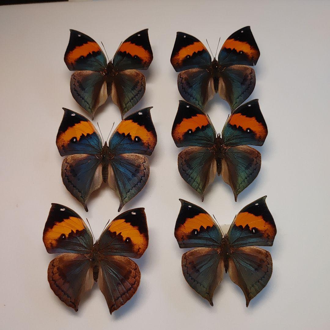 蝶々色々 標本 ナルキ♂️(亜種)含む