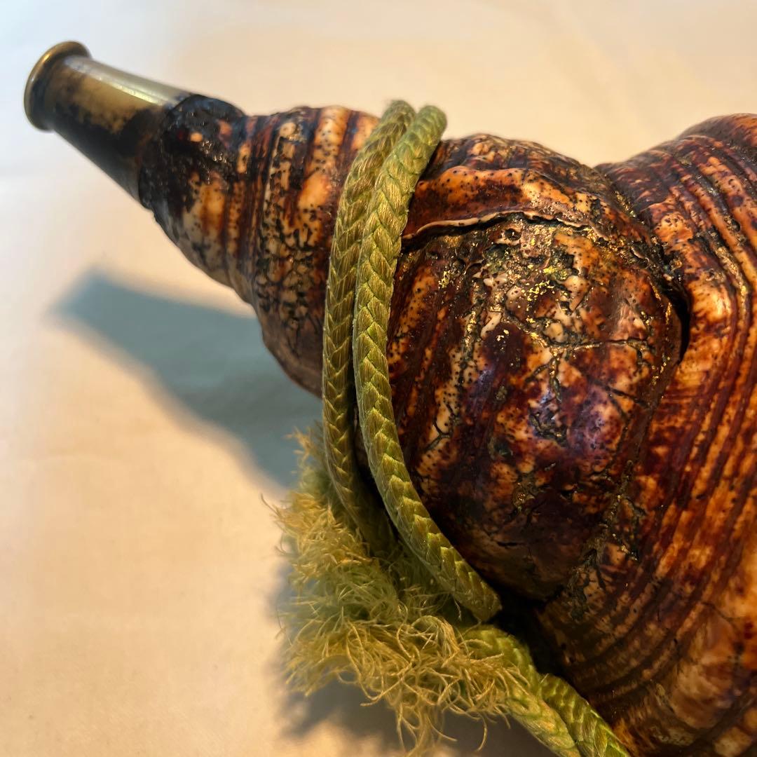 法螺貝 自然な巻貝装飾品 約34cm