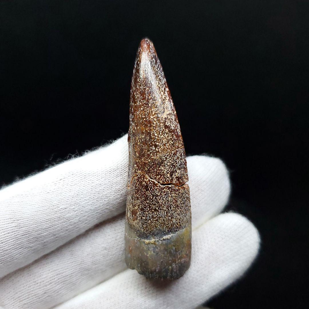 恐竜】スピノサウルス 本物 モロッコ産 54.68mm ケース付き sp401