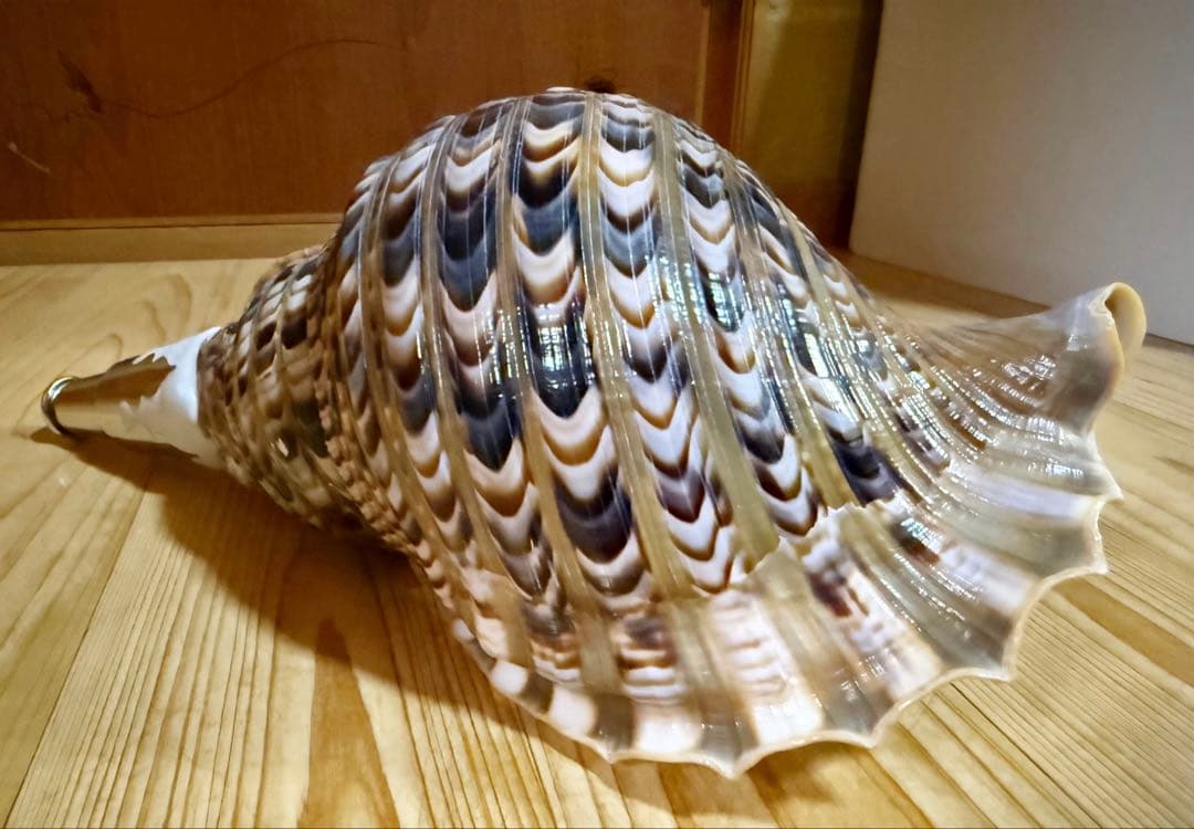 修験道法螺貝37㎝ 山伏 密教 魔除け 熊よけ❣️ホラガイ ほら貝