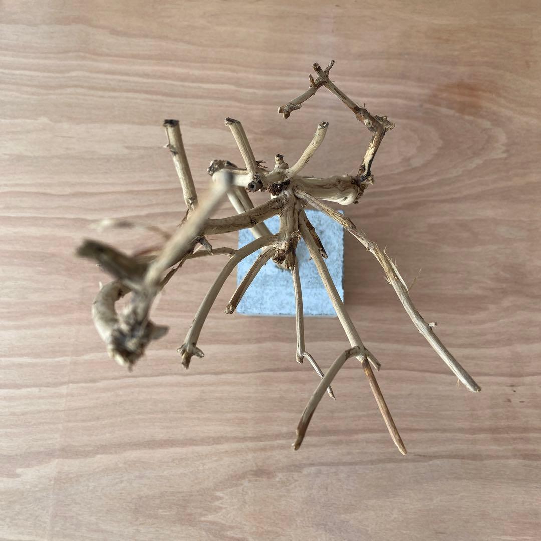 コンクリート盆栽 流木オブジェ】ディスプレイ アート インテリア 鍵