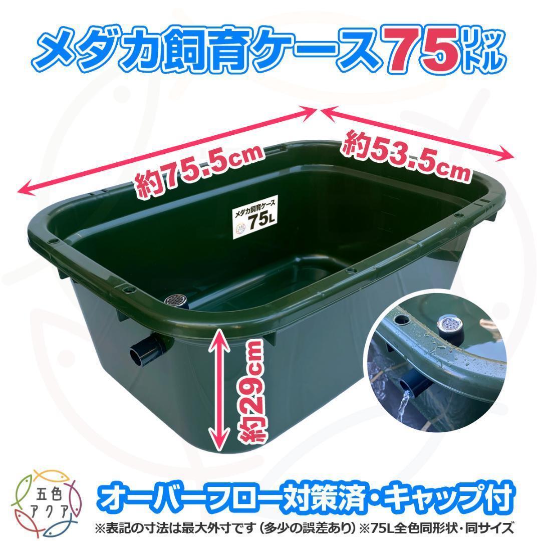 新仕様】メダカ飼育ケース 75㍑深緑x3個 オーバーフロー対策済 金魚