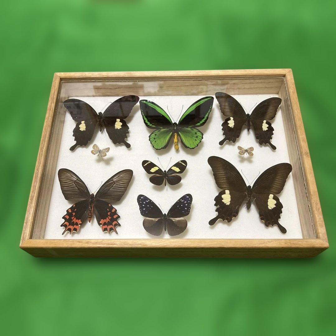 希少蝶標本ドイツガラスケース箱現状品のみ40x30x6cm 希少蝶標本ドイツ