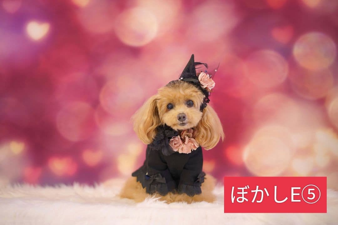 背景布【秋XA】サンプル80×120cm ペット撮影用ブース 運動会 お月見