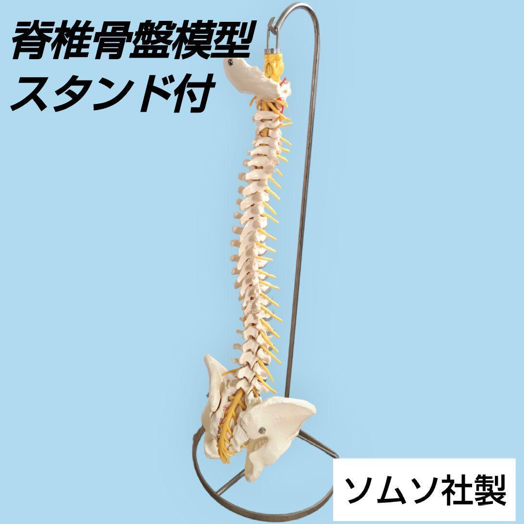 ソムソ社 ドイツ製 脊柱骨格模型 中古品 人体 骨格 接骨院カイロ
