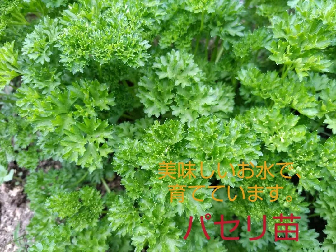 キハゲハ専用、お問い合わせです。パセリ、サイズ、どの位欲しい等、問い合わせ下さい