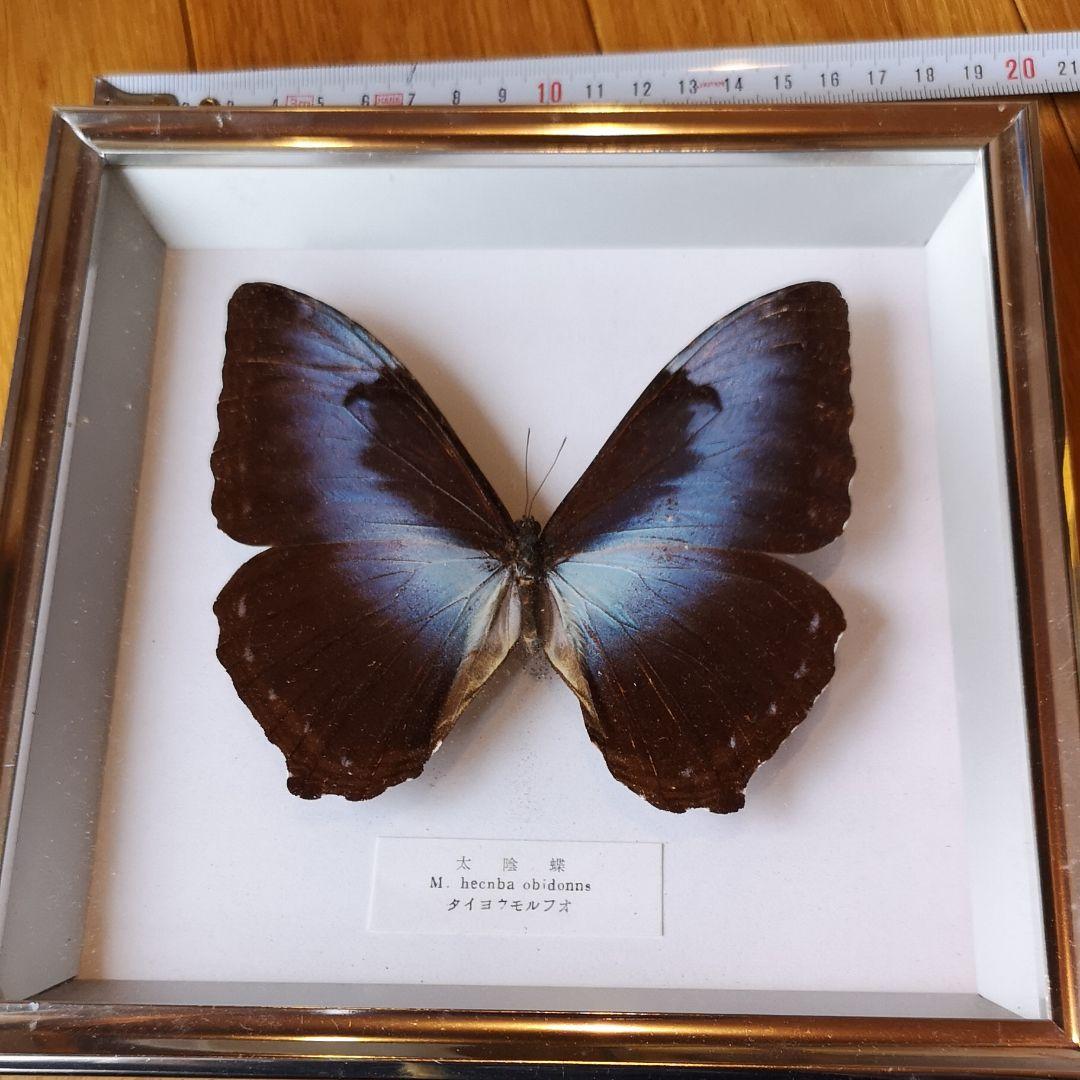蝶の標本 17頭ガラスケース入り