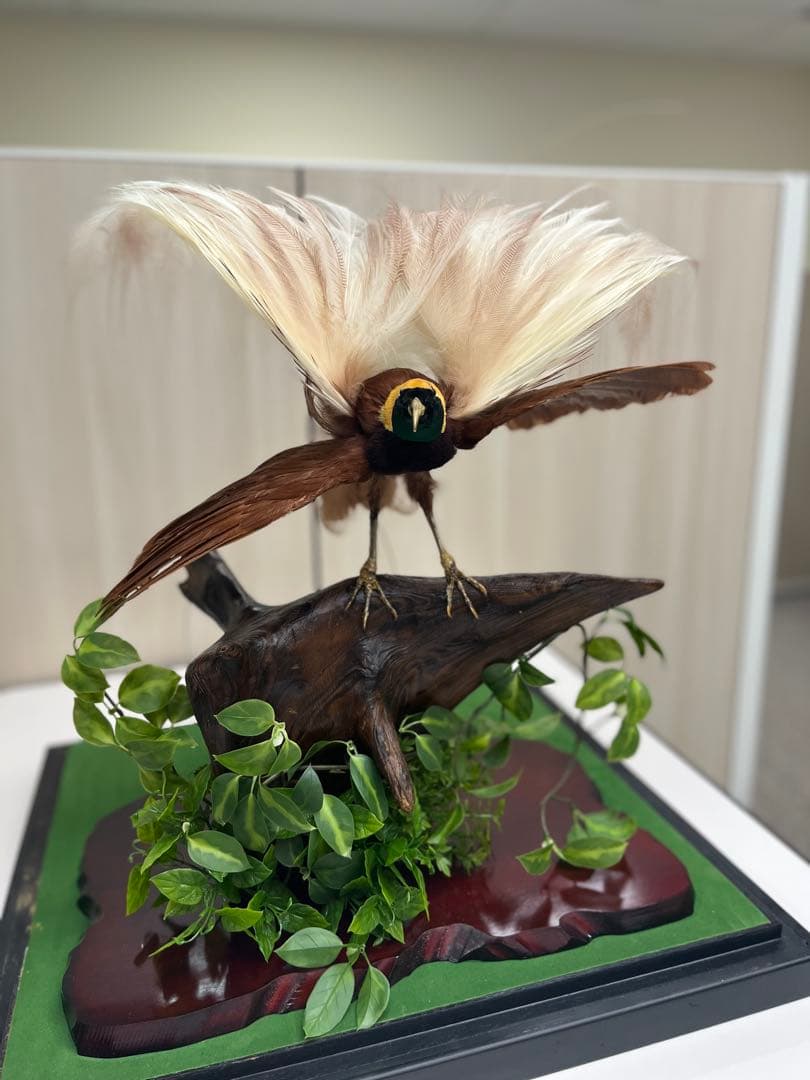 鳥の標本 極楽鳥 インドネシア 剥製