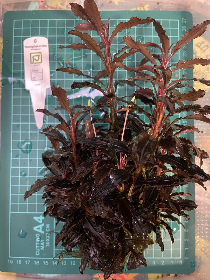 Bidayuha Crassispatha Kalimantan Barat子株