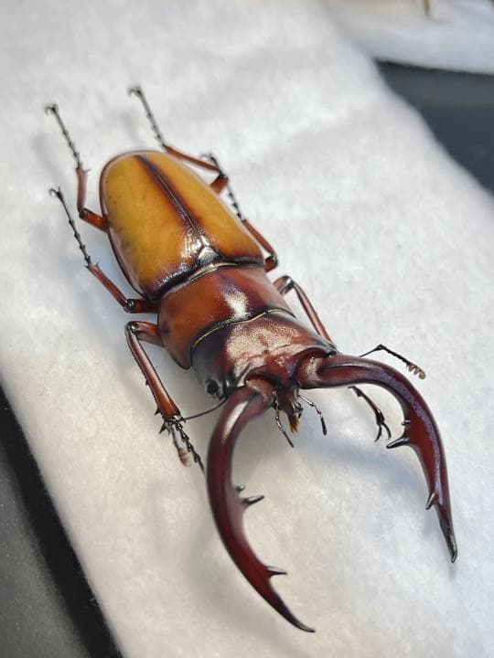 ☆特大トカラノコギリ ♂標本 - メルカリ