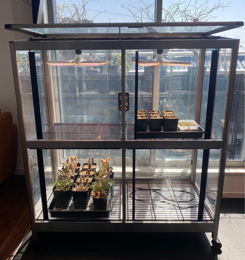 茶道具】善昇造 色絵梅茶盌（共箱）