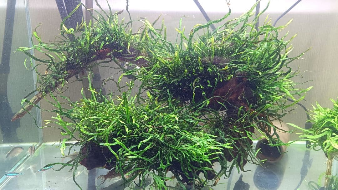 ミクロソリウム 本ナロー 流木2本