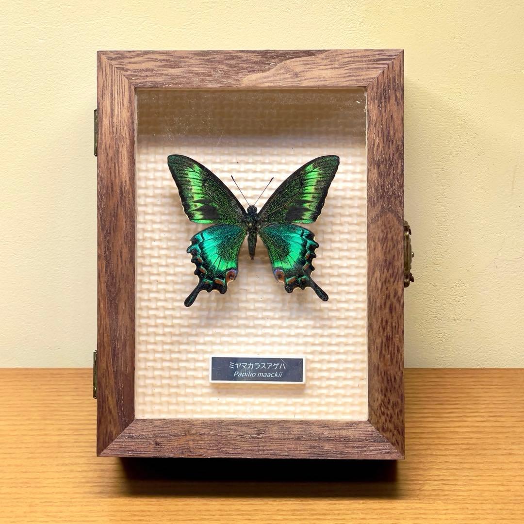 蝶標本 北海道産 格段に綺麗なミヤマカラスアゲハ春型♂ 飼育完