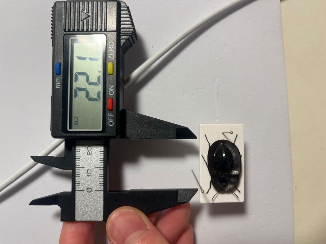 属内最高峰】パイザラゴミムシ 巨大 昆虫標本 標本 甲虫 オサムシ