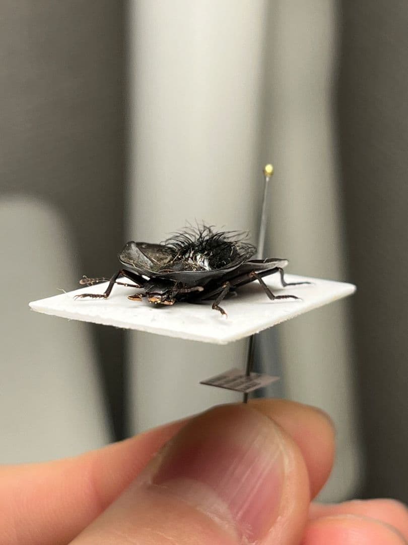 属内最高峰】パイザラゴミムシ 巨大 昆虫標本 標本 甲虫 オサムシ