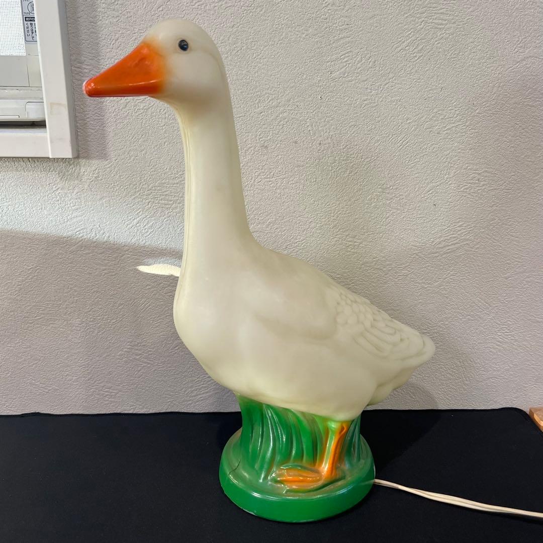 Morpho Aega 標本 本物