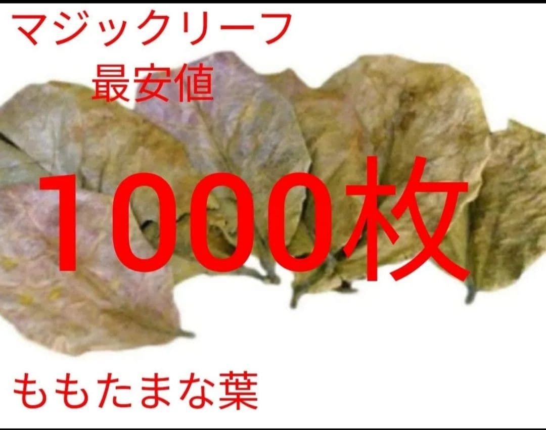 大小様々 無農薬マジックリーフ 天然ももたまな葉 1000 枚 - メルカリ